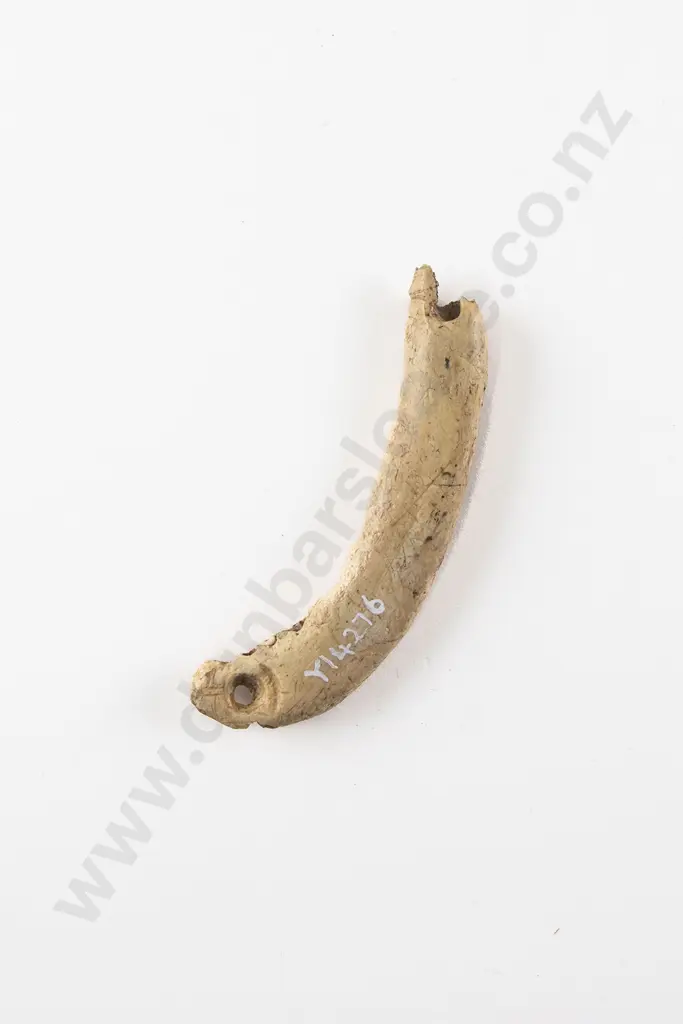 Fish Jaw Bone Pendant Image 1++