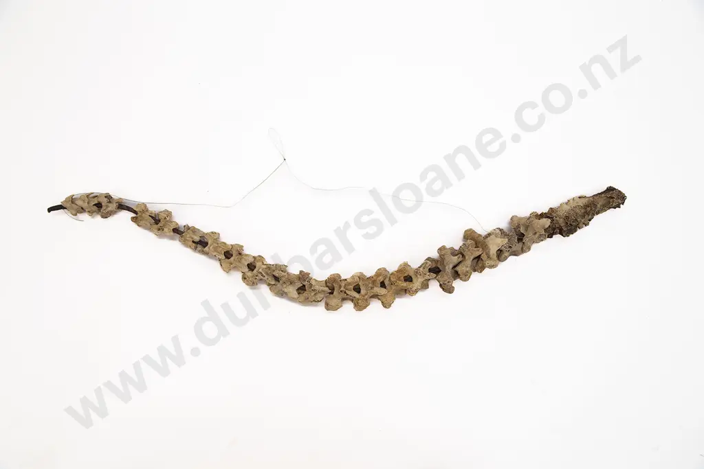 A Moa Bone Spine Image 1++