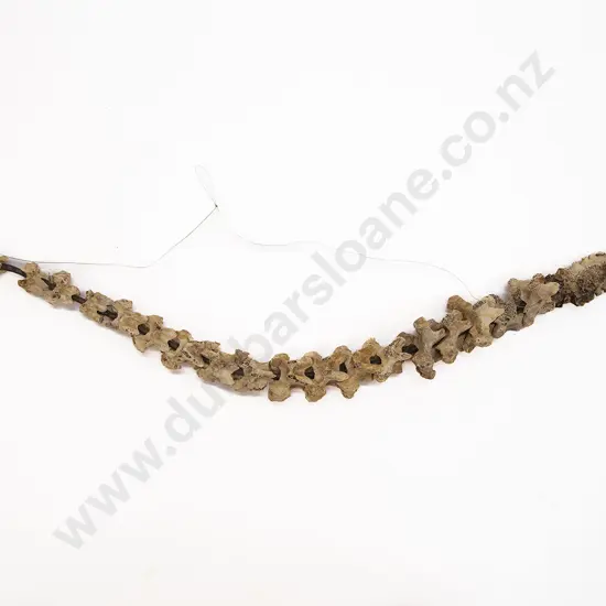 A Moa Bone Spine