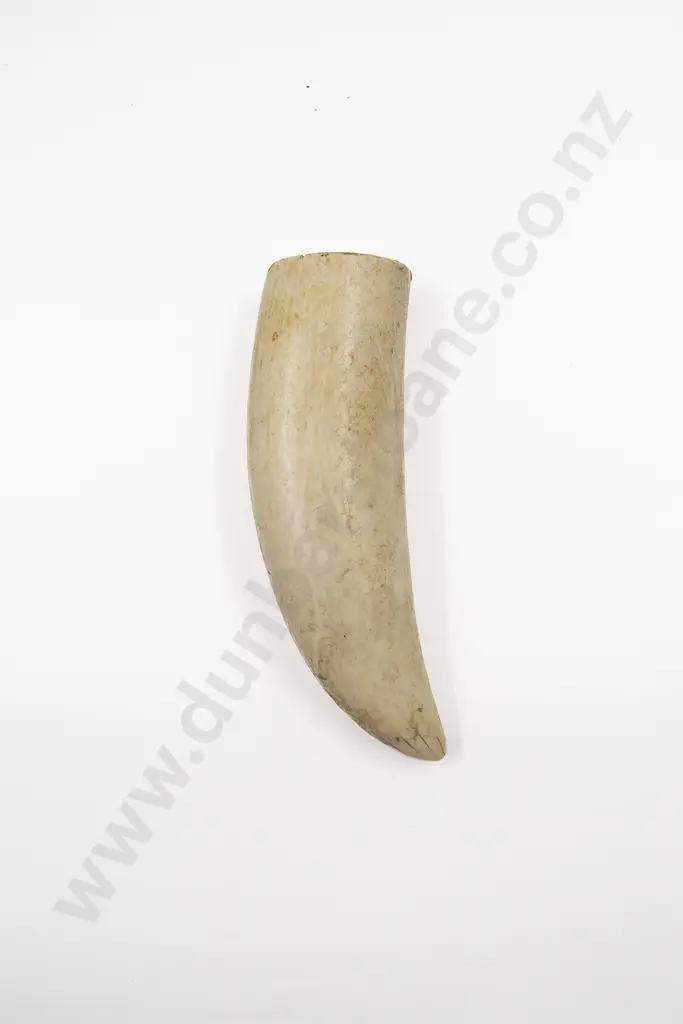 A Large Sperm Whale Tooth Image 1++
