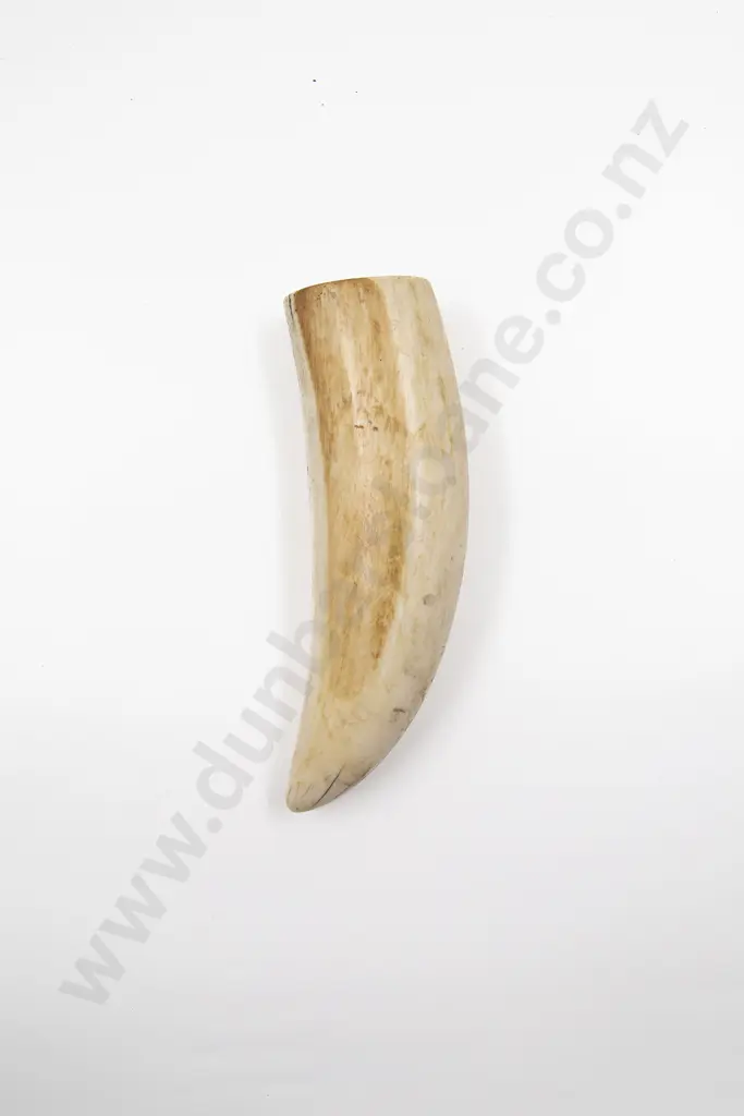 A Large Sperm Whale Tooth Image 1++
