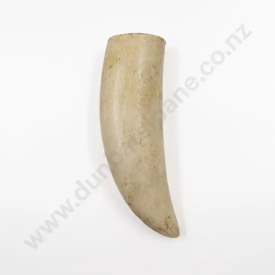 A Large Sperm Whale Tooth