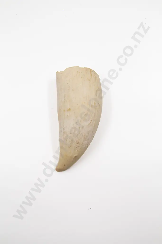 A Sperm Whale Tooth Image 1++
