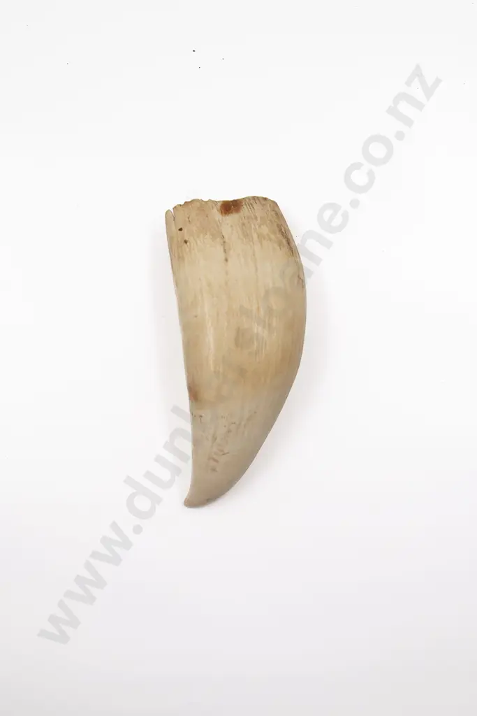 A Sperm Whale Tooth Image 1++