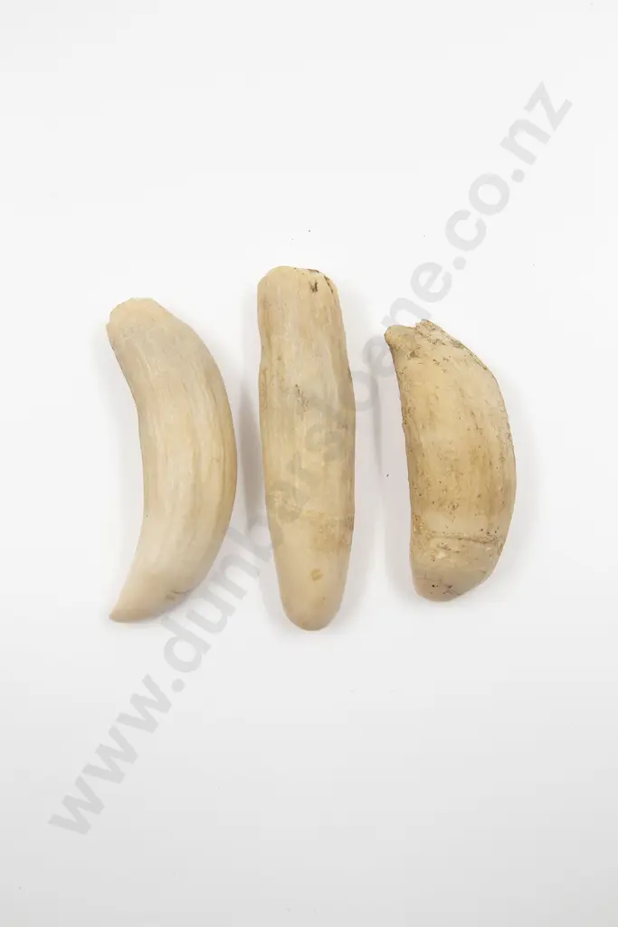 Three Sperm Whale Teeth Image 1++