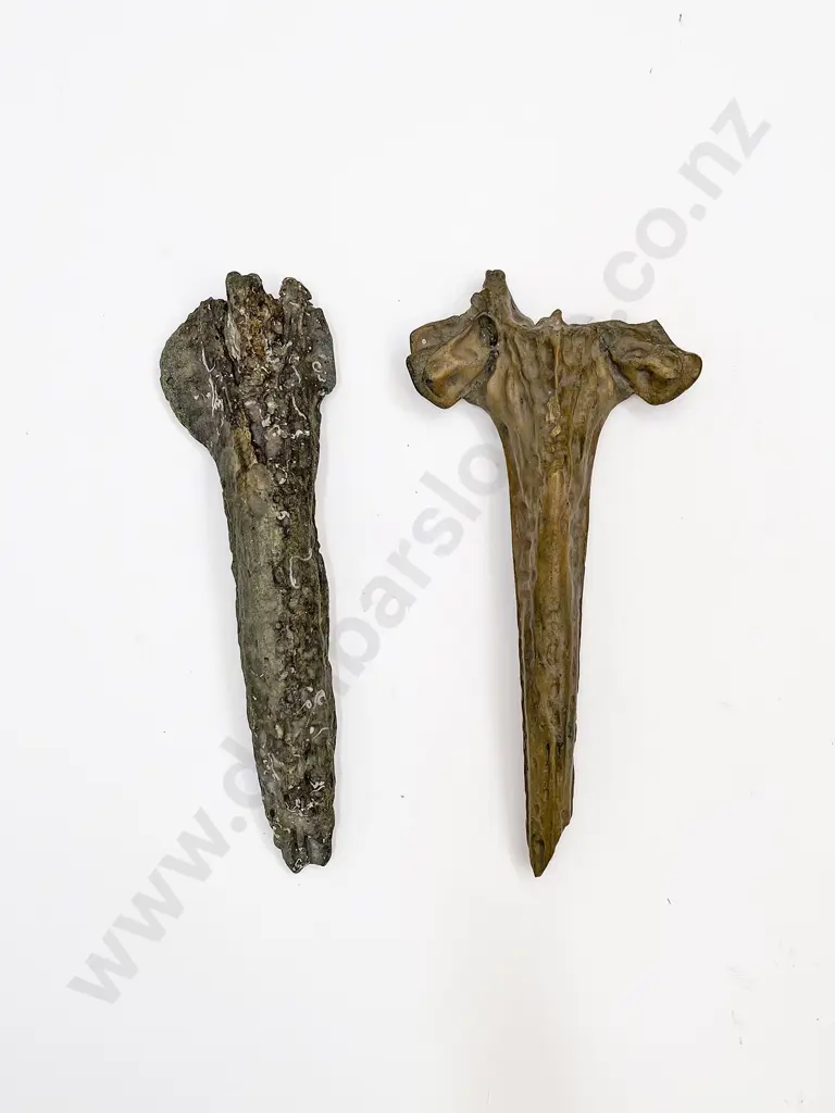 Two Fossilised Whale Beaks Image 1++