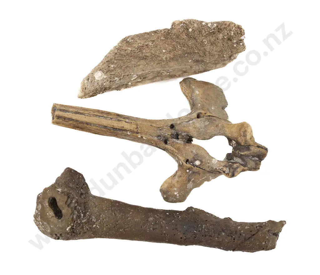 Three Fossilised Whale Bones Image 1++