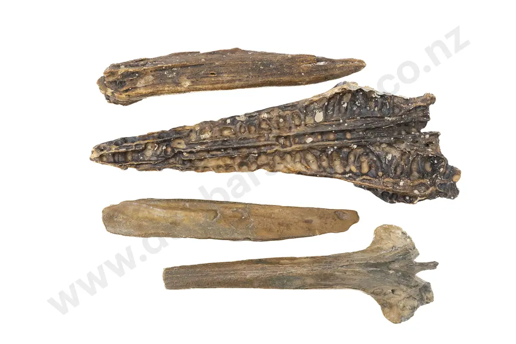 Four Fossilised Whale Bones Image 1++