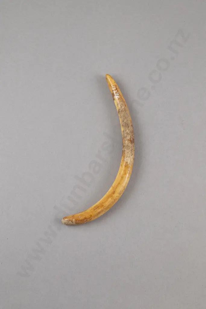 A Rare And Important Aurei (Cloak Pin) Image 1++