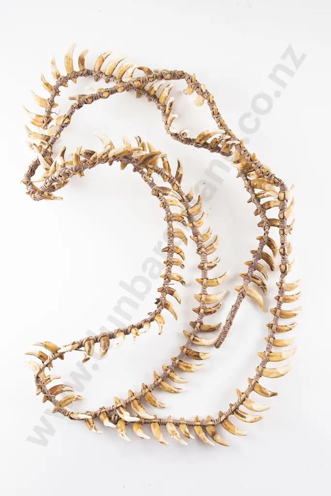 A Papua New Guinea Warriors Dog Tooth Necklace Image 1++
