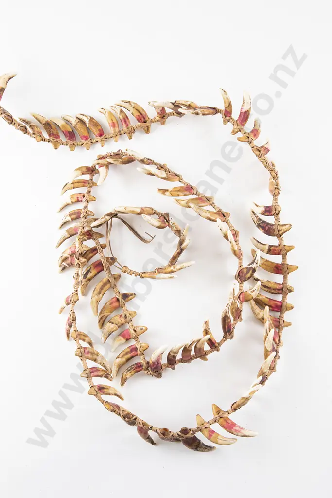A Papua New Guinea Warriors Dog Tooth Necklace Image 1++