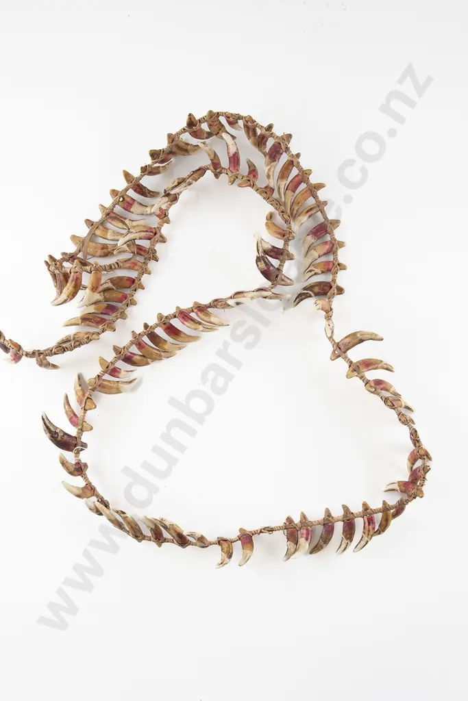 A Papua New Guinea Warriors Dog Tooth Necklace Image 1++