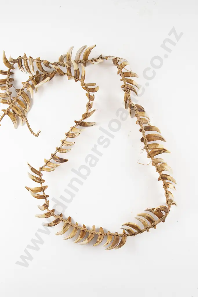 A Papua New Guinea Warriors Dog Tooth Necklace Image 1++