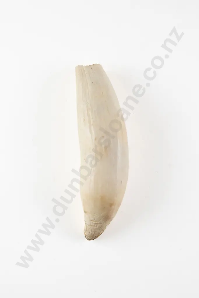 A Sperm Whale Tooth Image 1++