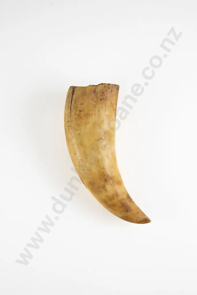 A Sperm Whale Tooth Image 1++