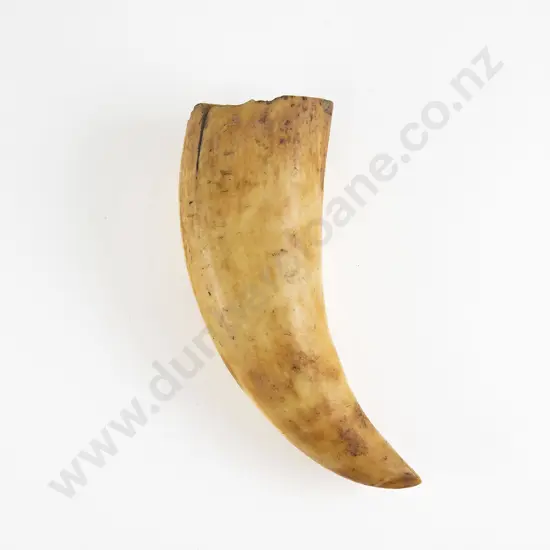 A Sperm Whale Tooth