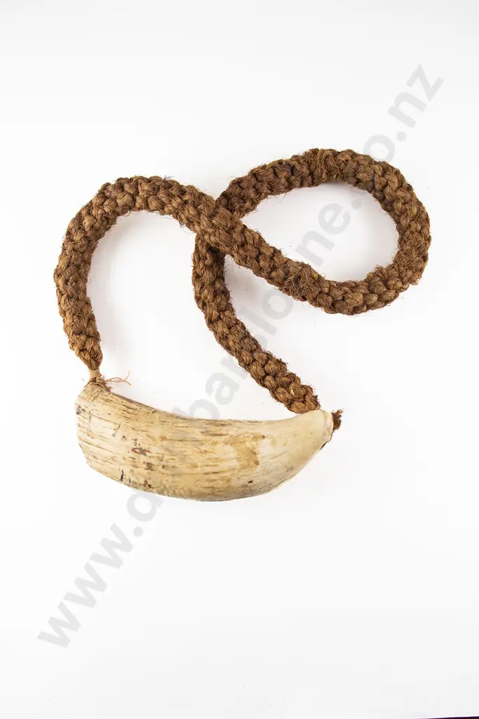 A Good Fijian Tabua (Ceremonial Marine Ivory Tooth) Image 1++