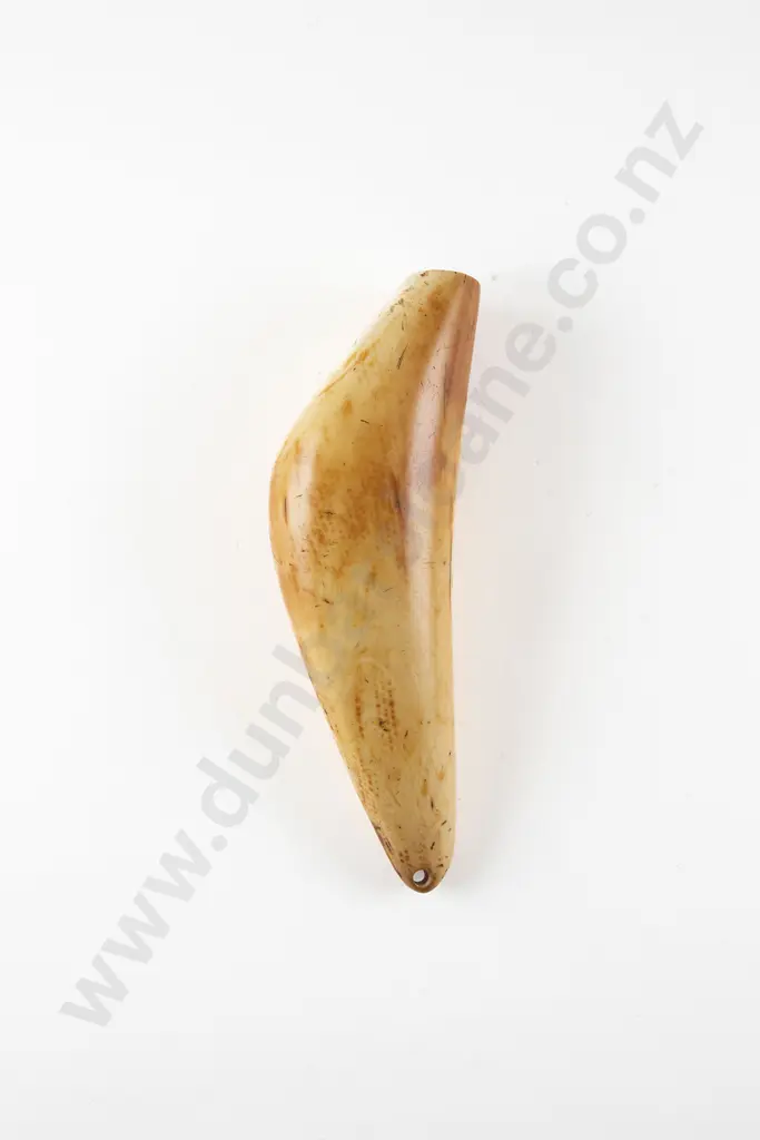 A Fijian Tabua (Ceremonial Marine Ivory Tooth) Image 1++