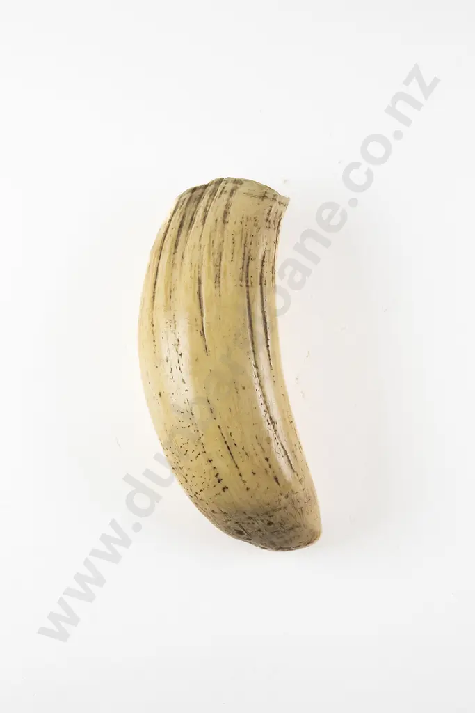 A Fijian Tabua (Ceremonial Marine Ivory Tooth) Image 1++