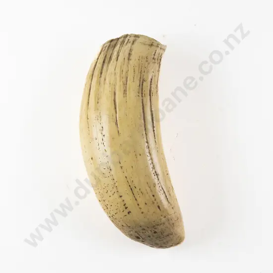 A Fijian Tabua (Ceremonial Marine Ivory Tooth)