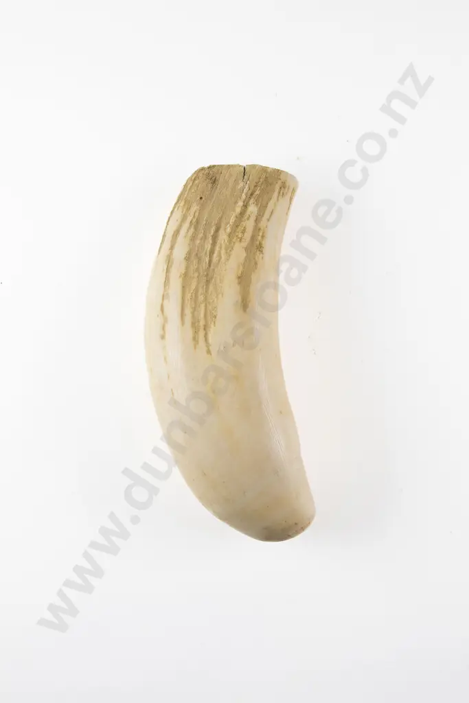 A Large Sperm Whale Tooth Image 1++