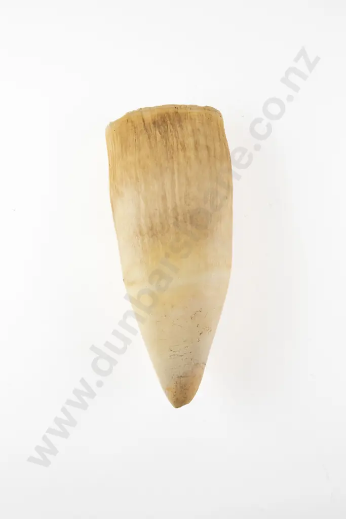 A Large Sperm Whale Tooth Image 1++