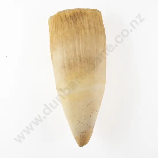 A Large Sperm Whale Tooth