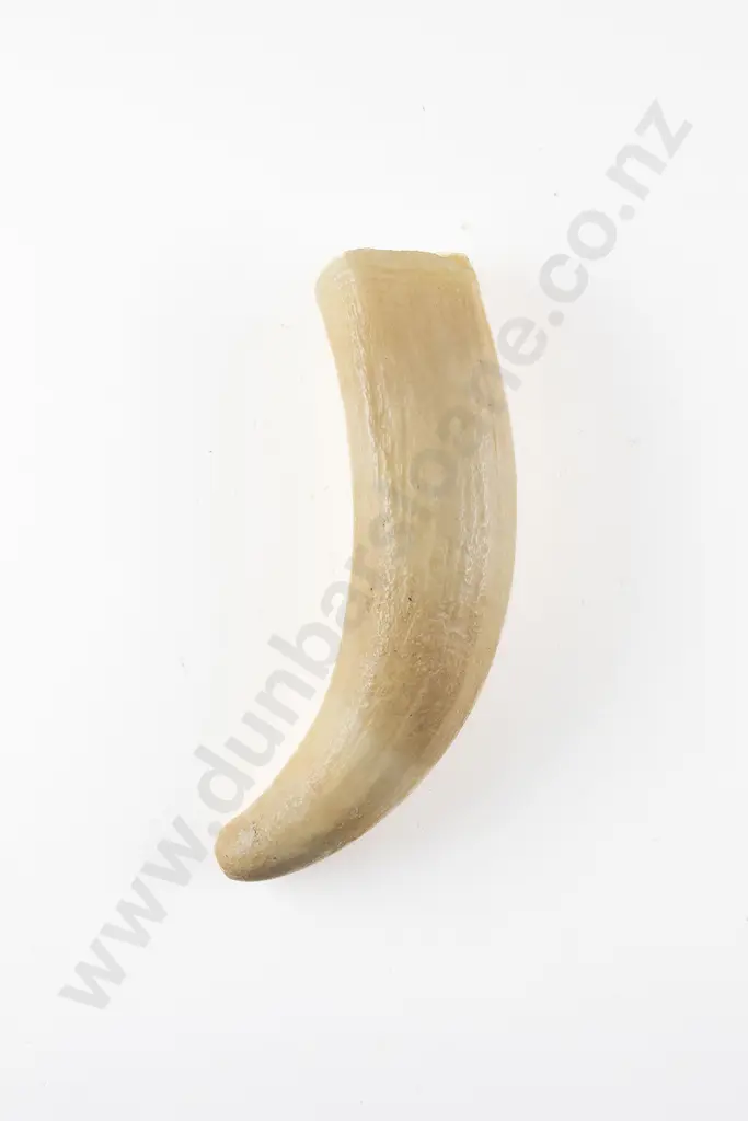 A Sperm Whale Tooth Image 1++