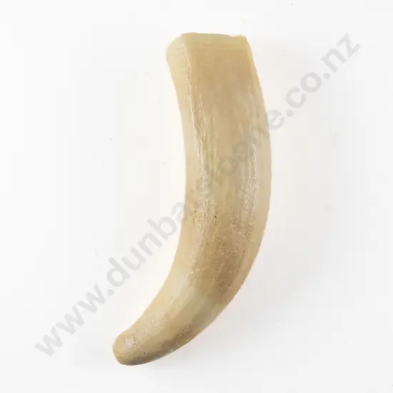 A Sperm Whale Tooth