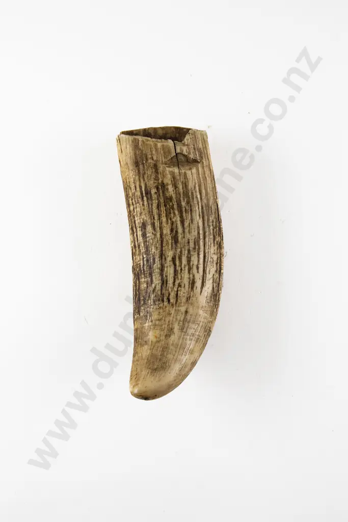 A Sperm Whale Tooth Image 1++