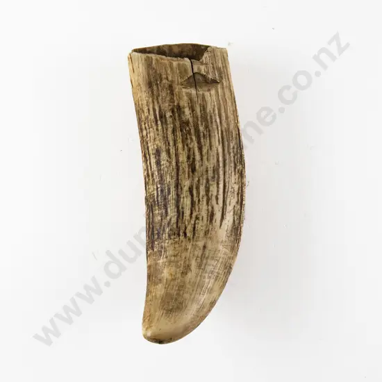 A Sperm Whale Tooth