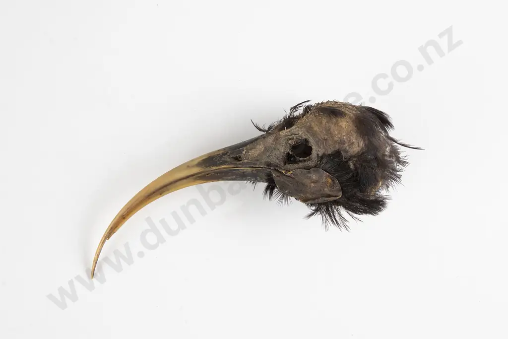 Huia Head Section With Beak Intact Image 1++