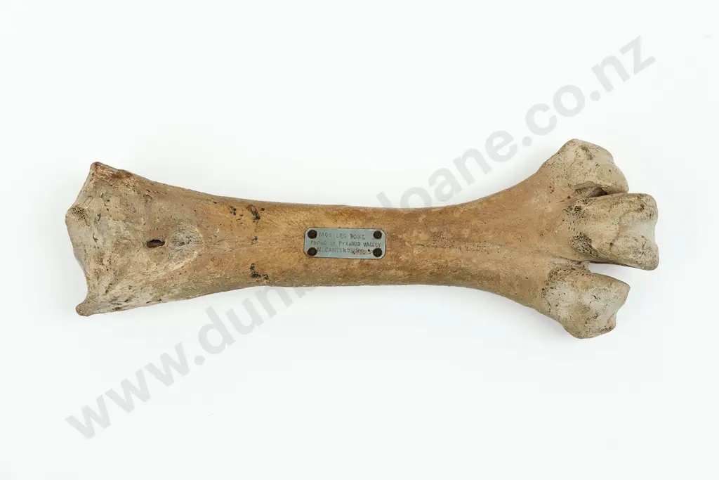 A Large And Impressive Moa Leg Bone Image 1++