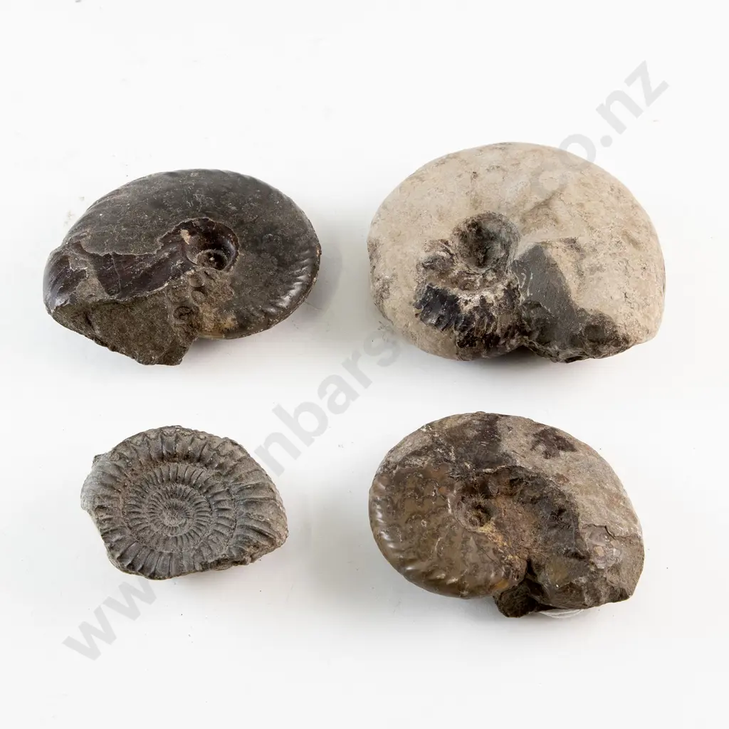 Four Fossilised Snail Shells From The Sepik River Image 1++