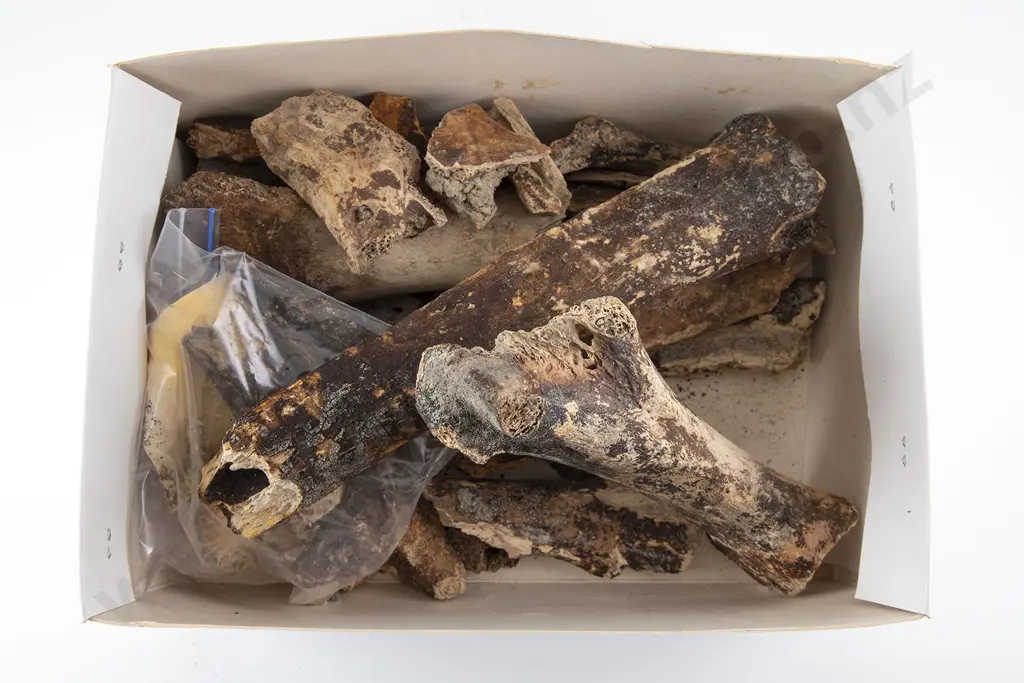 Box Of Moa Bone Fragments Image 1++