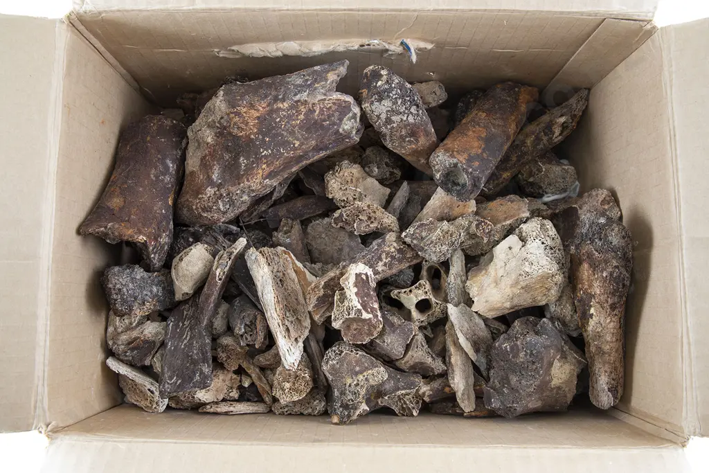 Large Box Of Moa Bone Fragments Image 1++