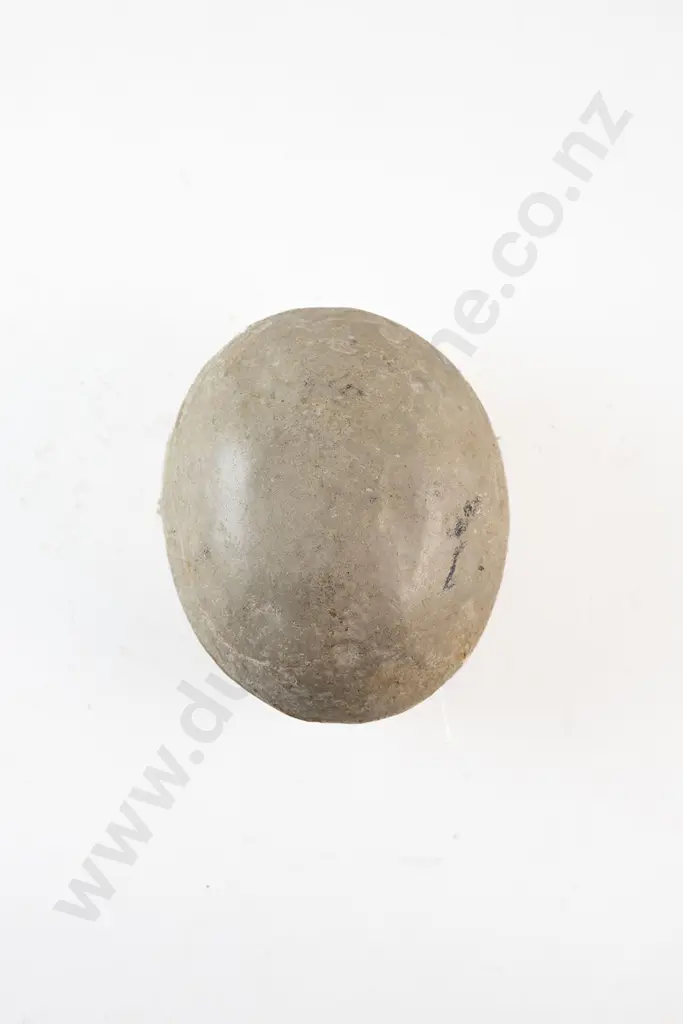 Fossil Dinosaur Egg Image 1++