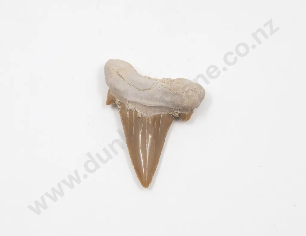 Strap-Toothed Whale Fossil Tooth Image 1++