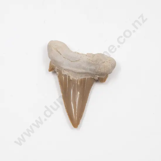 Strap-Toothed Whale Fossil Tooth