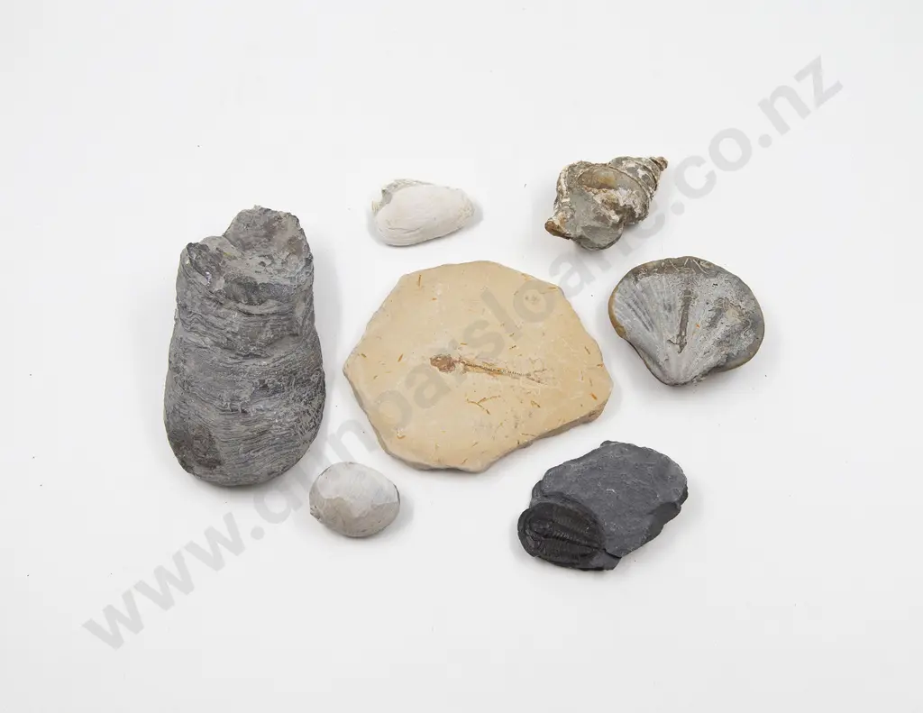 A Collection Of Fossil Fish And Shells Image 1++