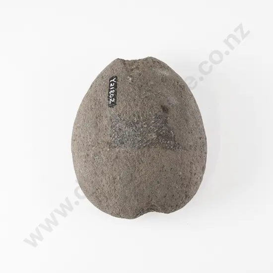 A Large Mahe (Sinker)