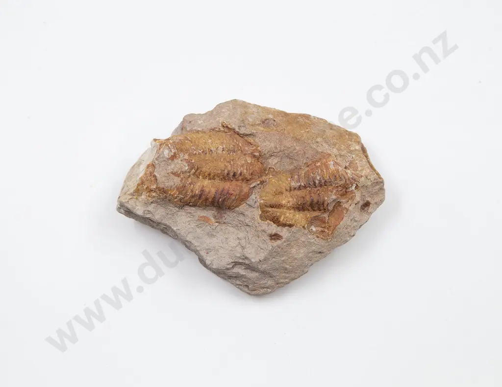 An Ammonite From The Paleozoic Era Image 1++