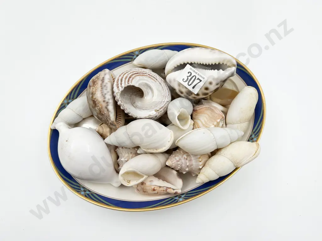 Assortment of Shells in RD Bowl Image 1++