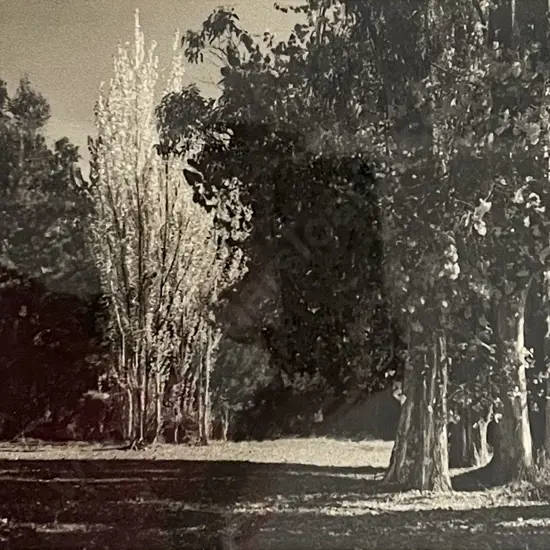 George Chance - Fairy Sentinels Near Taupo NZ