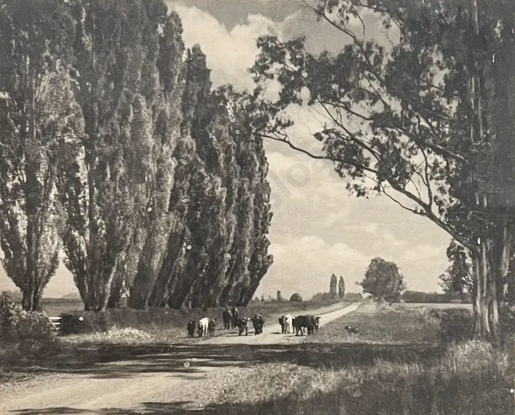 George Chance - Summer Day South Canterbury NZ Image 1++