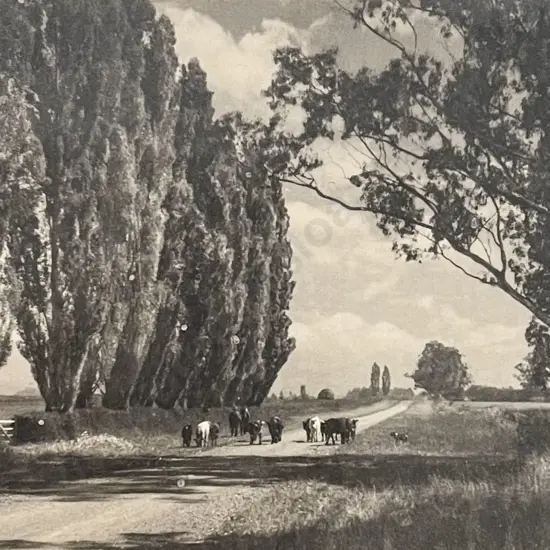 George Chance - Summer Day South Canterbury NZ
