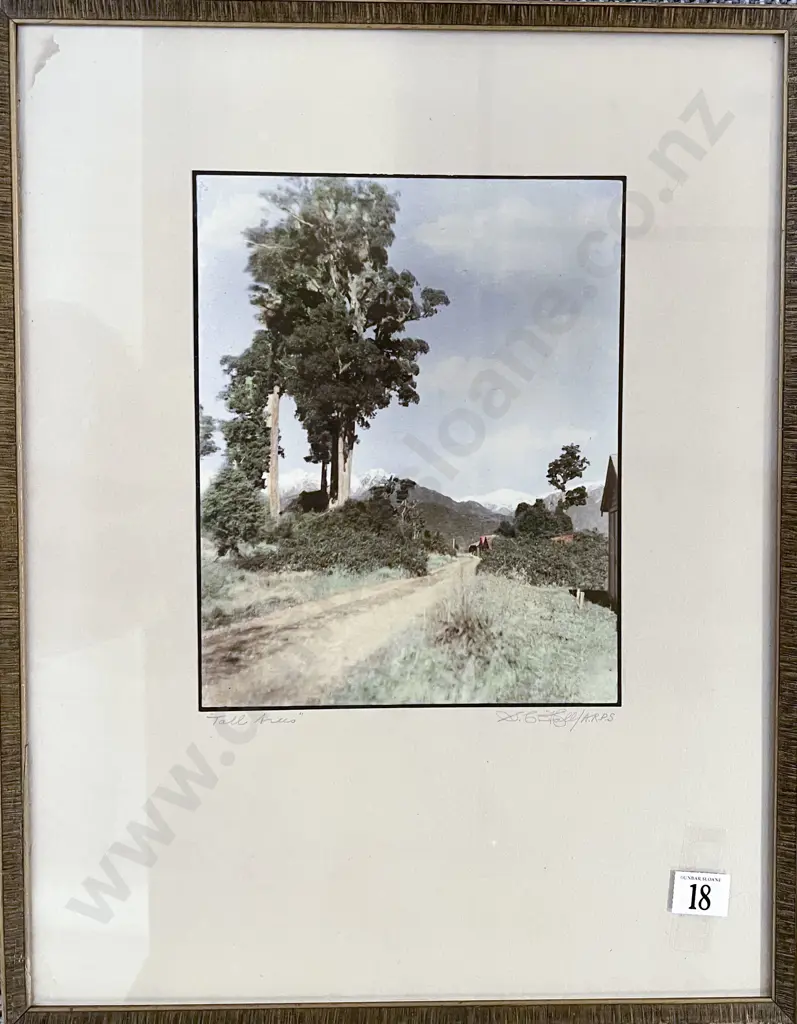 Samuel Hall - Tall Trees Image 1++