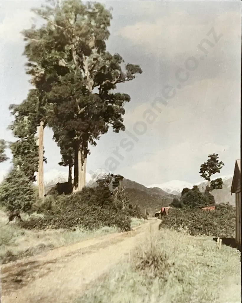 Samuel Hall - Tall Trees Image 1++