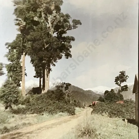 Samuel Hall - Tall Trees
