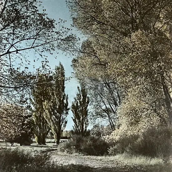 F J Gray - Burwood Park Christchurch
